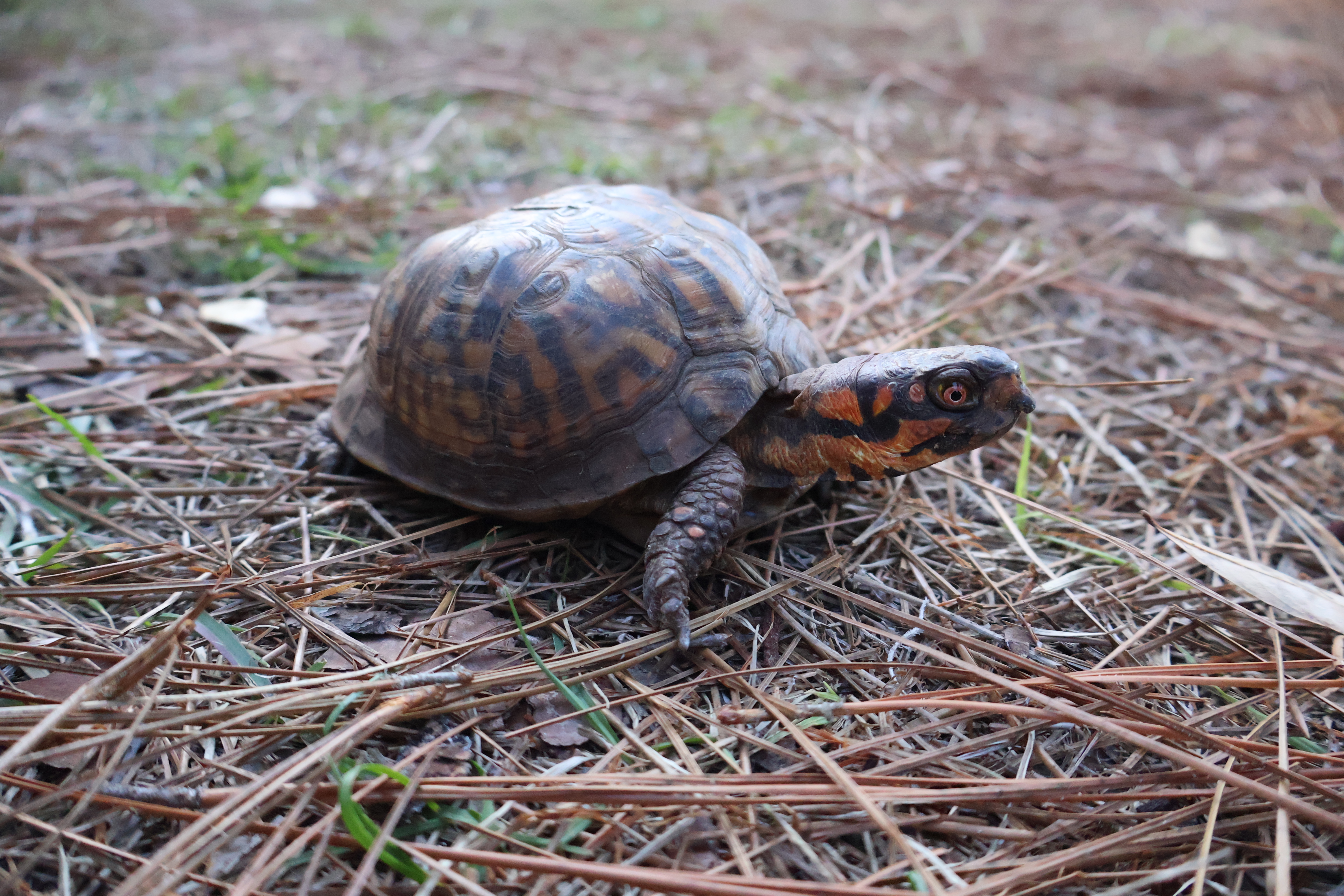 Eastern Box Turtle