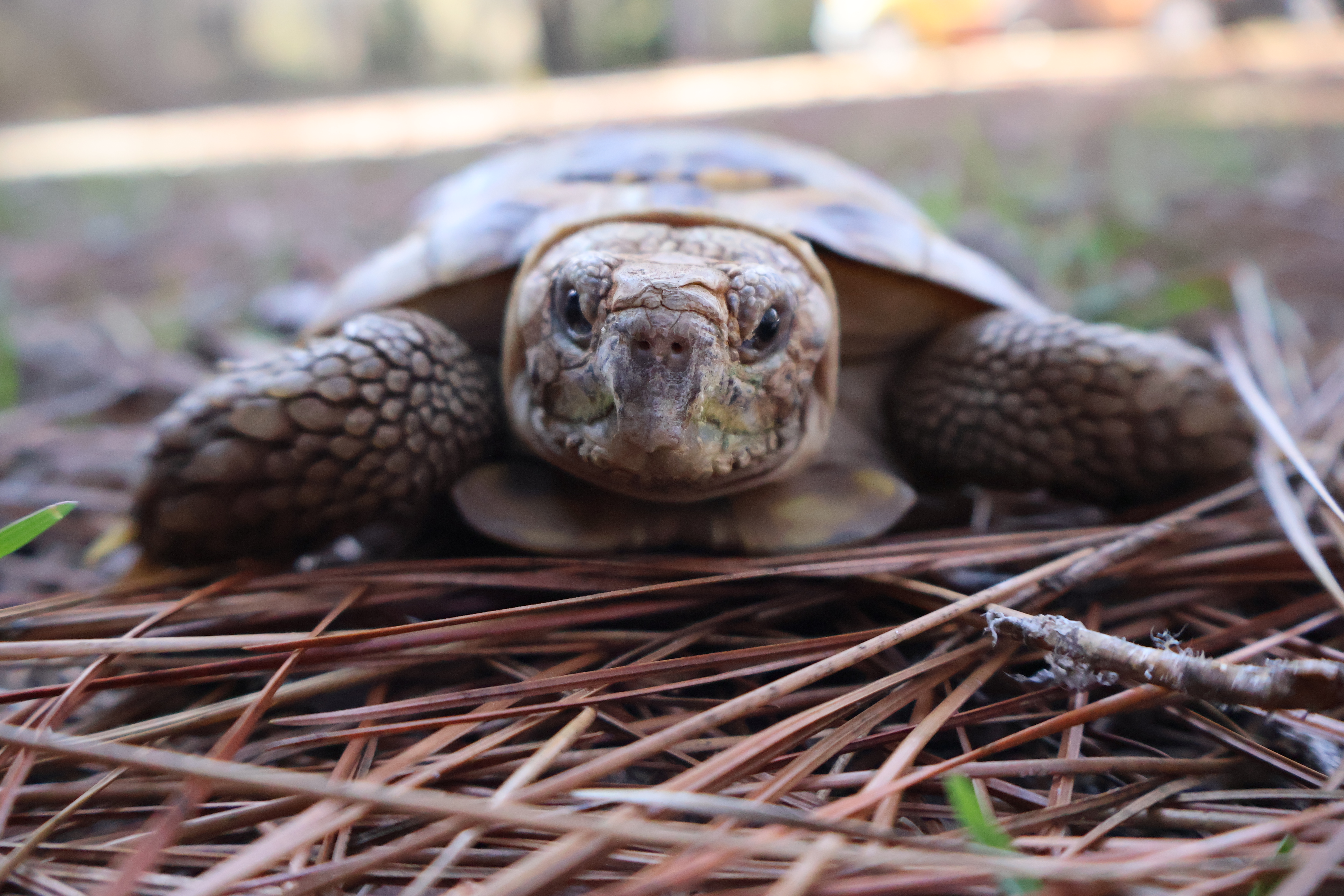 African Pancake Tortoise