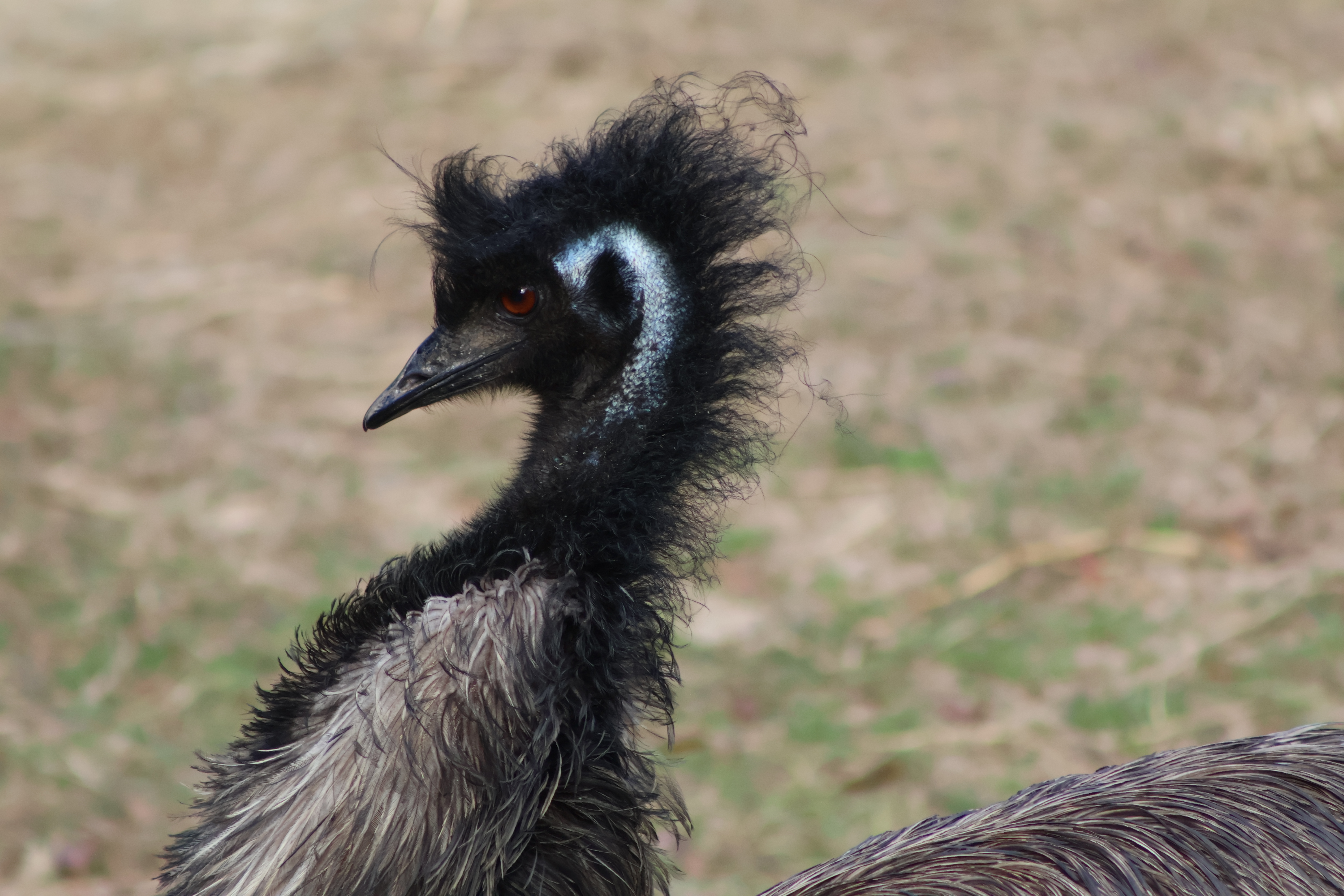 Emu