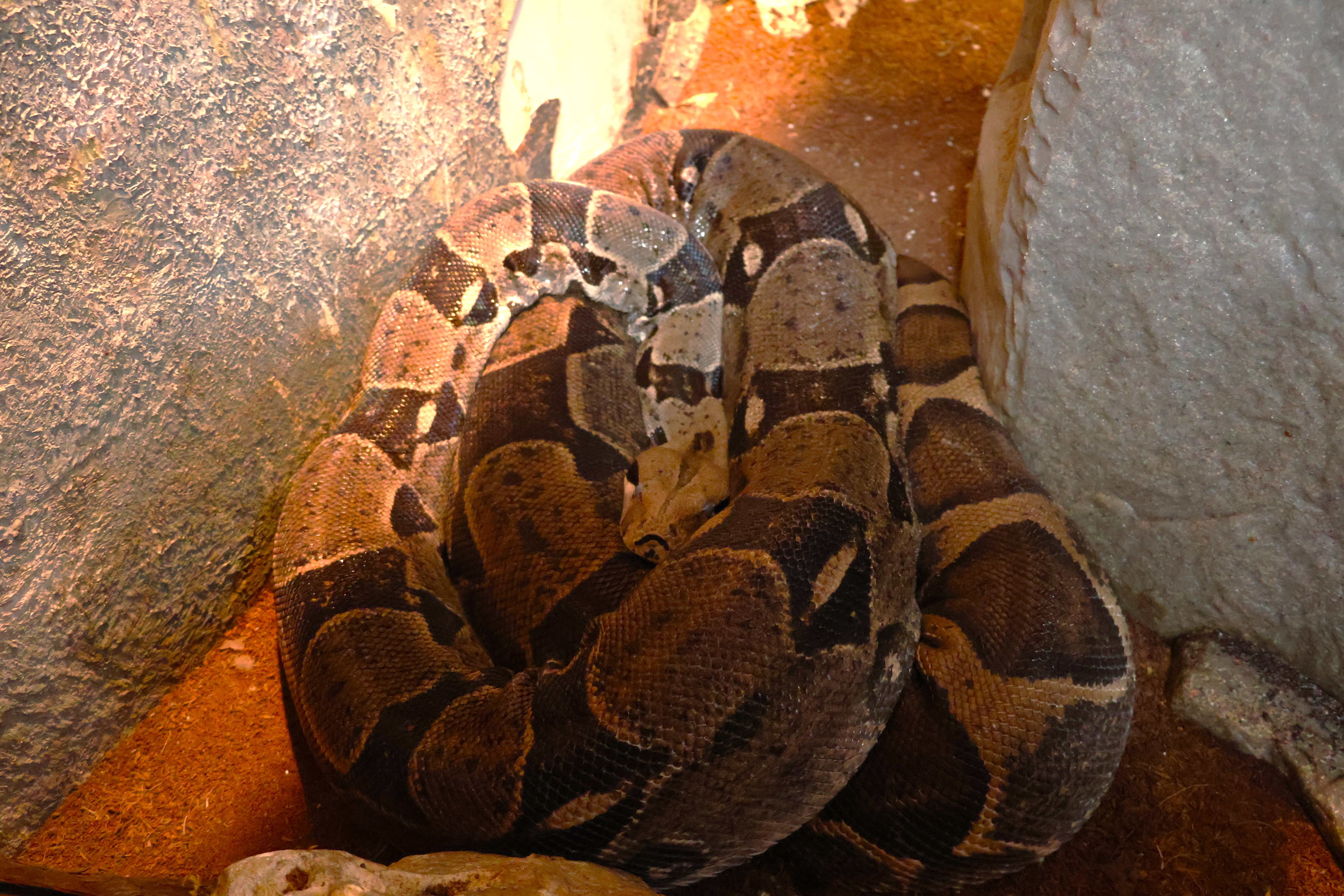 Boa constrictor