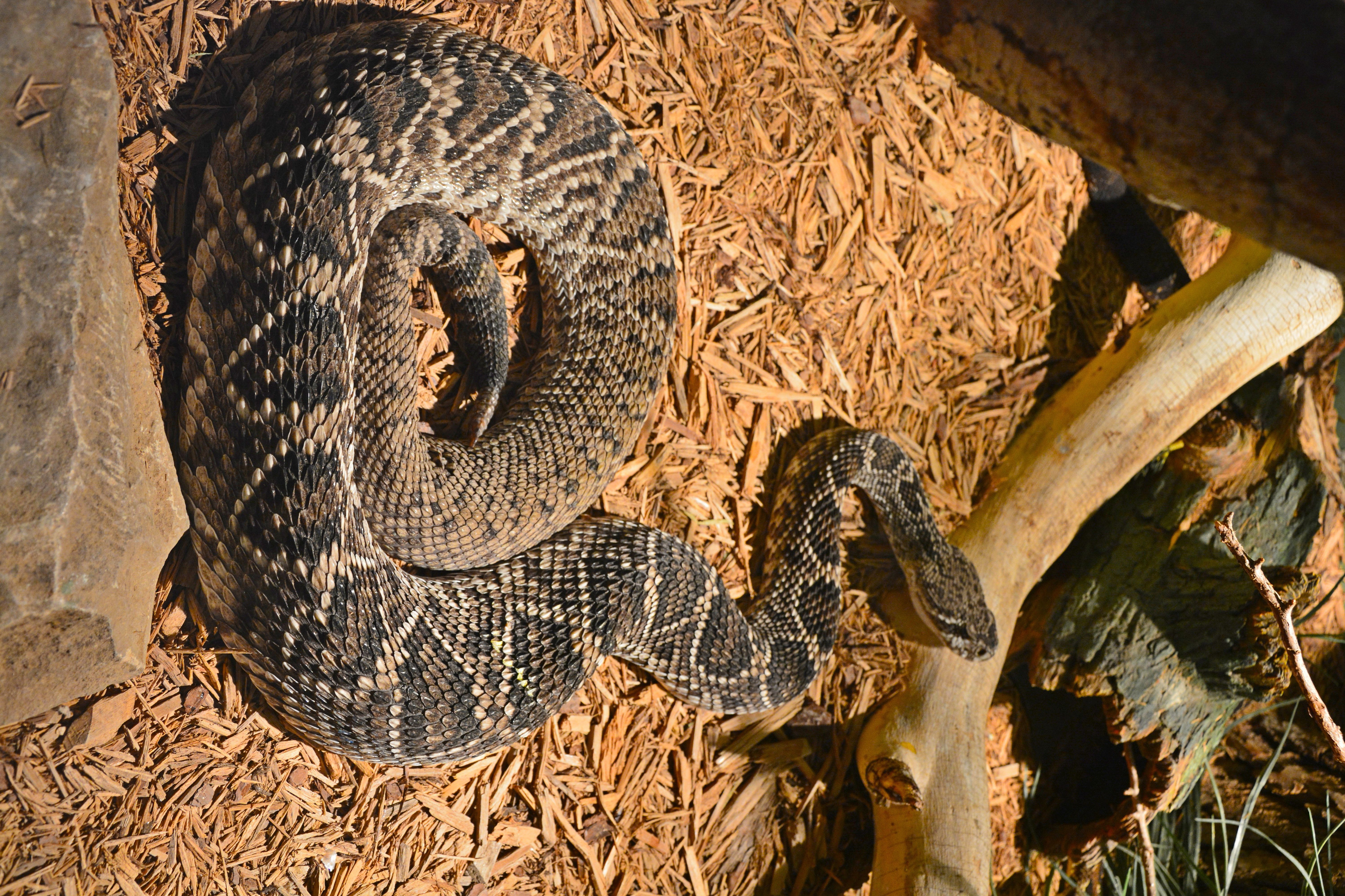 Eastern diamondback rattlesnake