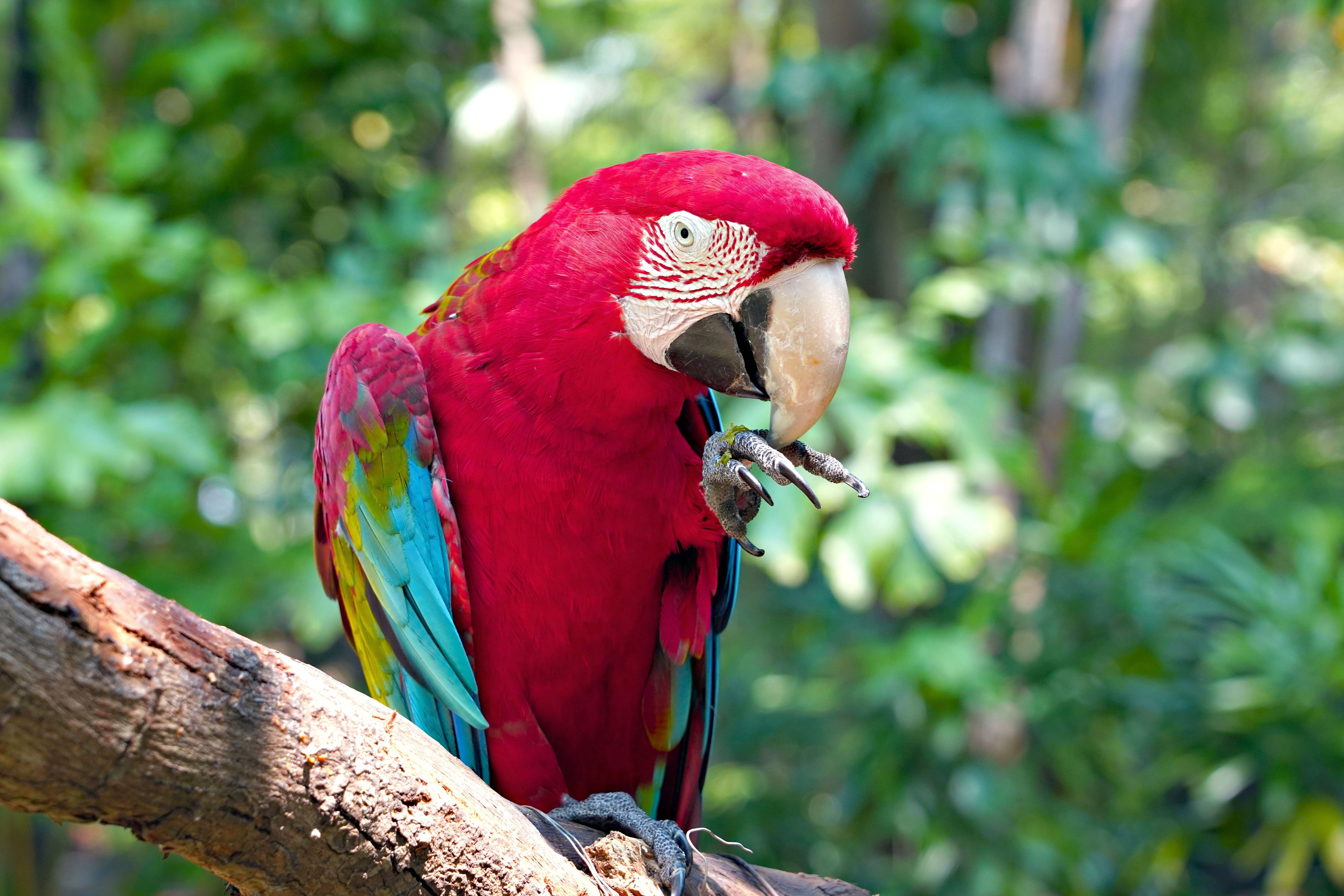 Green-winged macaw