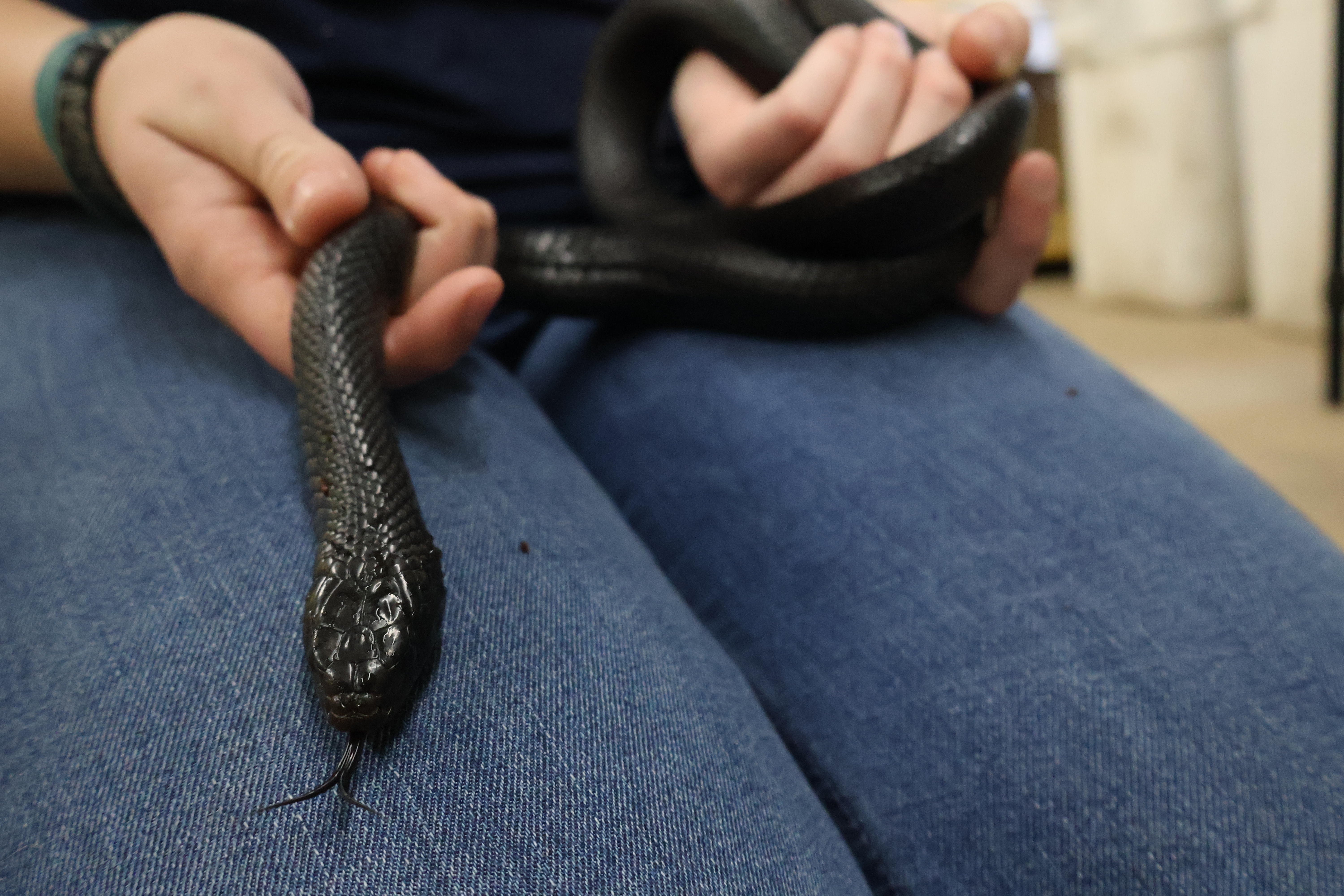 Eastern indigo snake