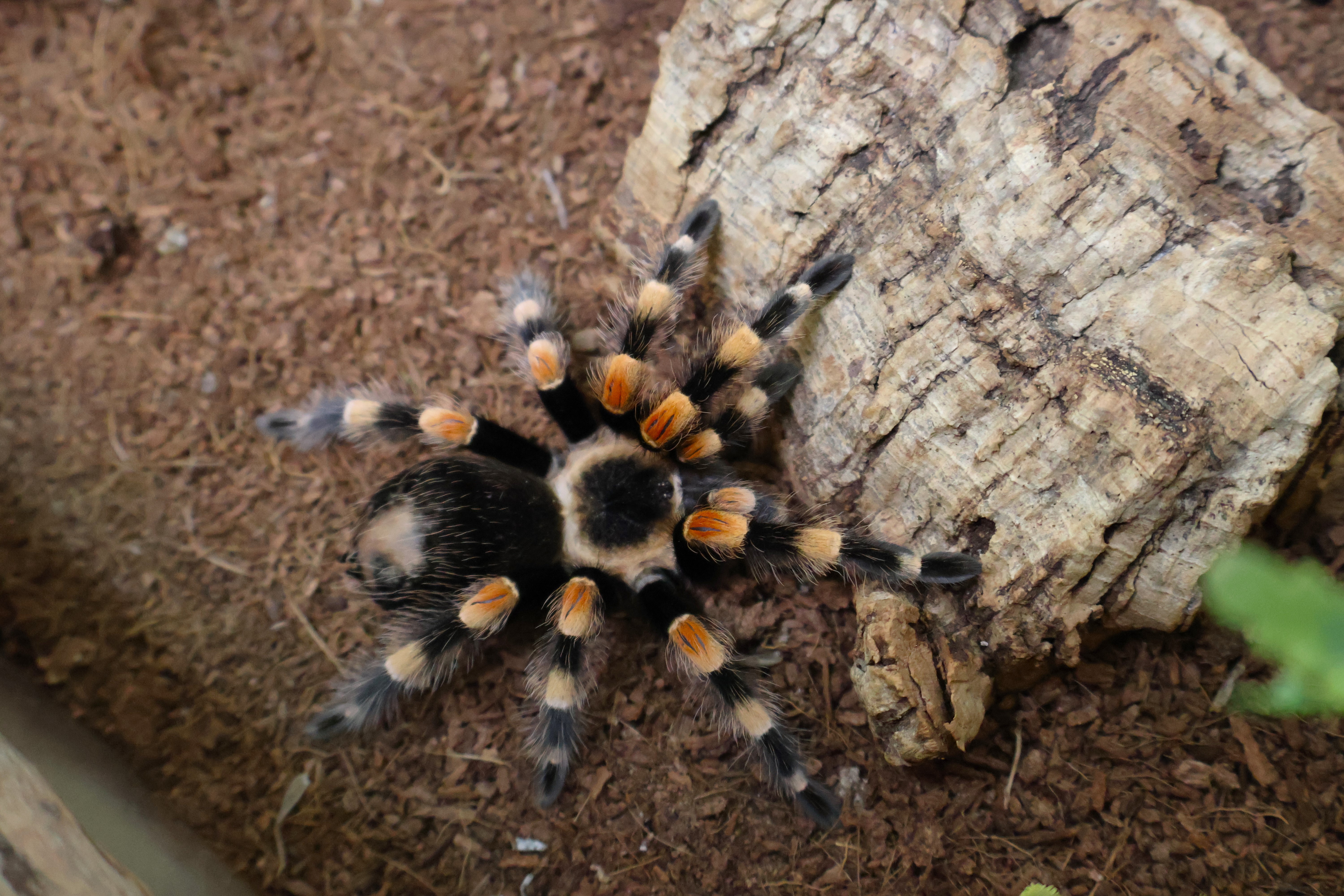 Mexican red-knee tarantula