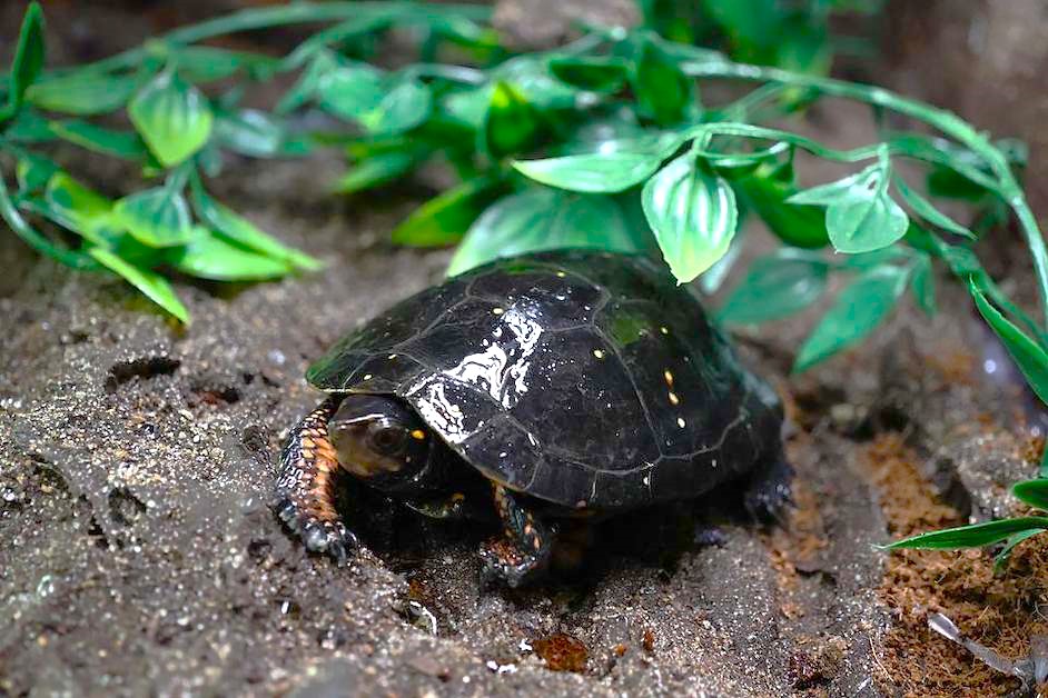 Spotted turtle