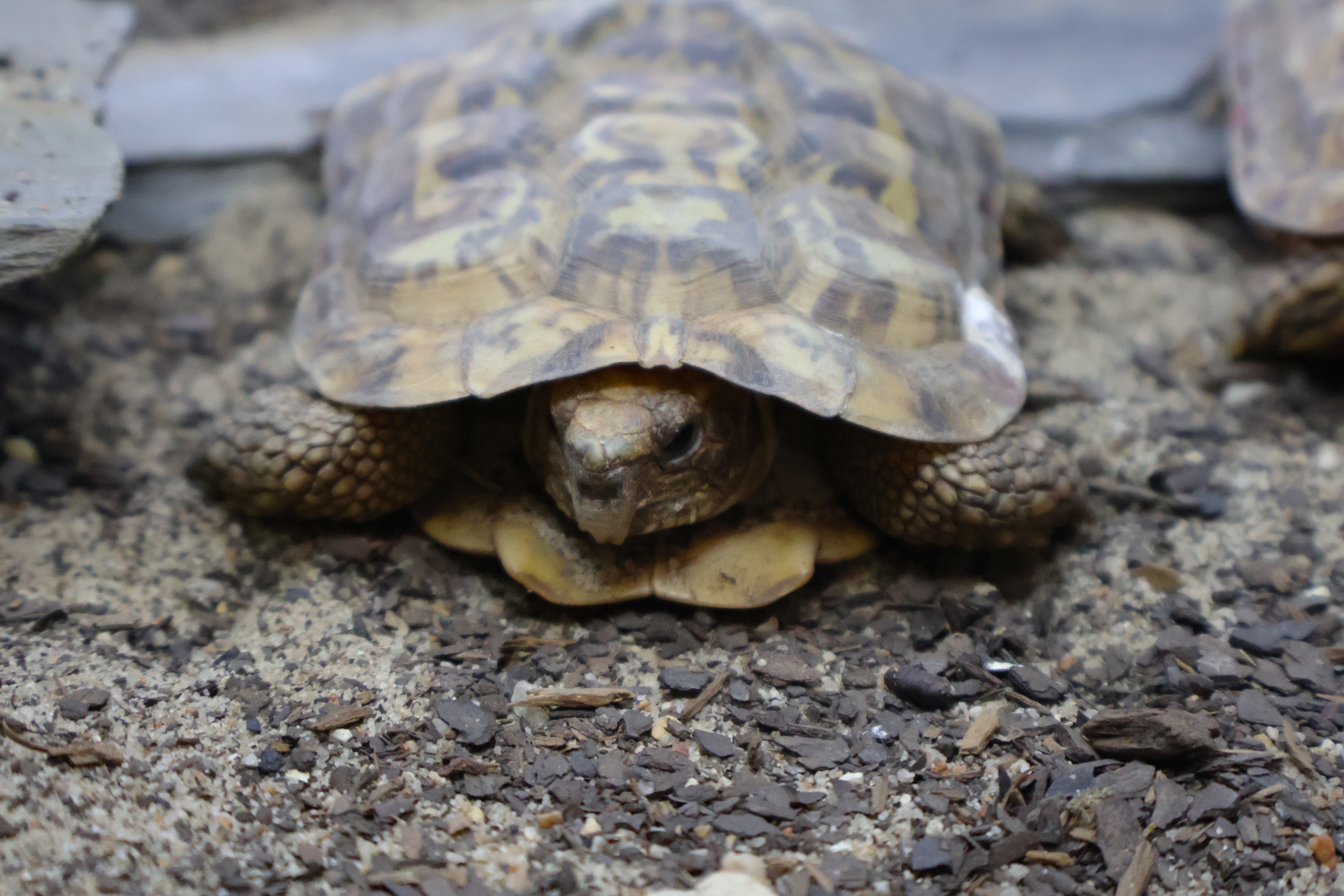 African Pancake Tortoise